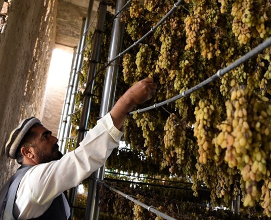 Different varieties of Afghan raisins